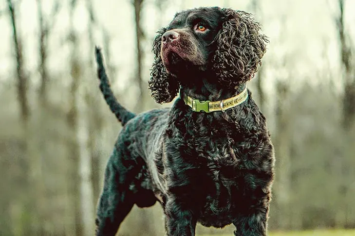 گالری تاریخچه اسپانیل آبی آمریکایی (American Water Spaniel)