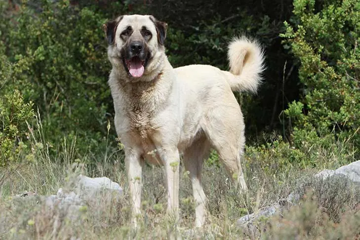 آناتولی شپرد (Anatolian Shepherd Dog)