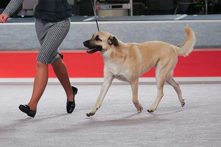 Anatolian Shepherd Dog