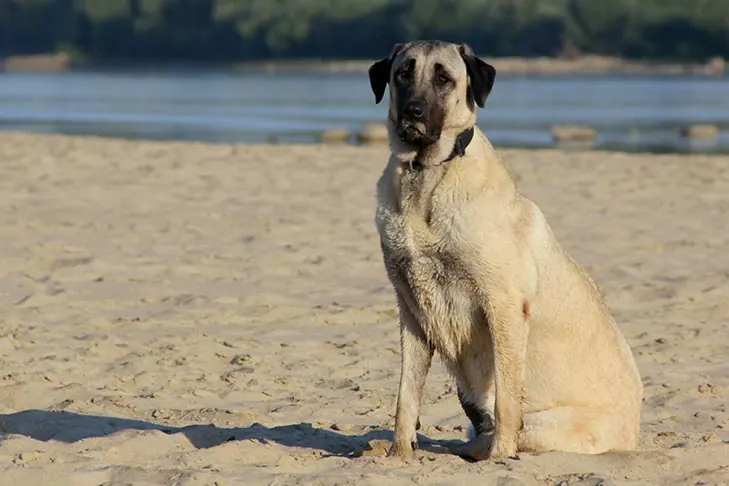 آناتولی شپرد (Anatolian Shepherd Dog)