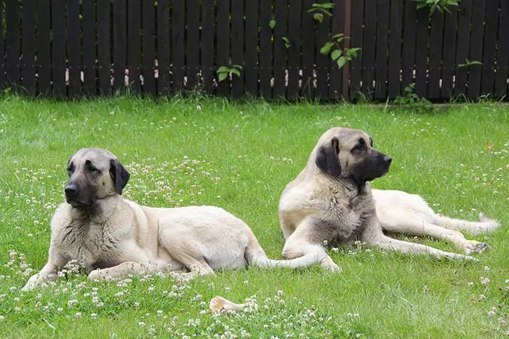 گالری تاریخچه آناتولی شپرد (Anatolian Shepherd Dog)
