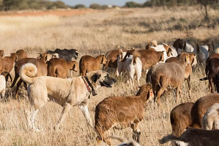 گالری تاریخچه آناتولی شپرد (Anatolian Shepherd Dog)