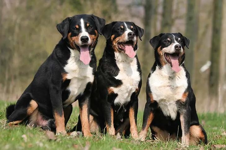 آپنزلر سنن‌هوند (Appenzeller Sennenhund)