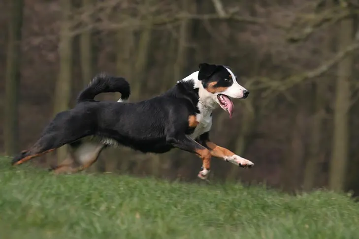 آپنزلر سنن‌هوند (Appenzeller Sennenhund)