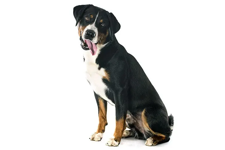 گالری تاریخچه آپنزلر سنن‌هوند (Appenzeller Sennenhund)