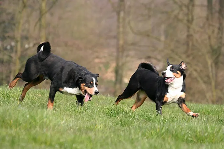 گالری تاریخچه آپنزلر سنن‌هوند (Appenzeller Sennenhund)