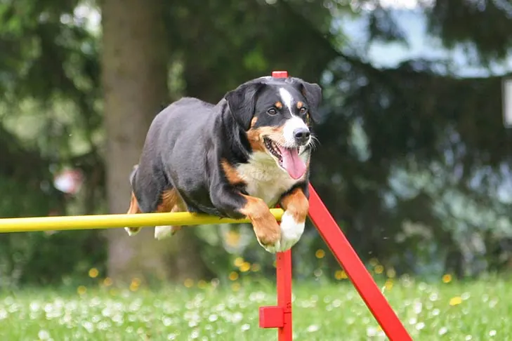 گالری تاریخچه آپنزلر سنن‌هوند (Appenzeller Sennenhund)