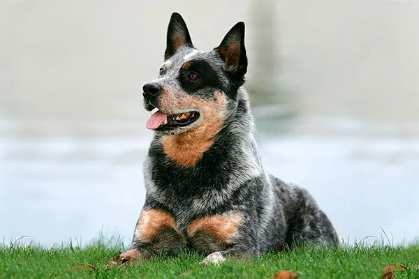 استرالین کتل داگ (Australian Cattle Dog)