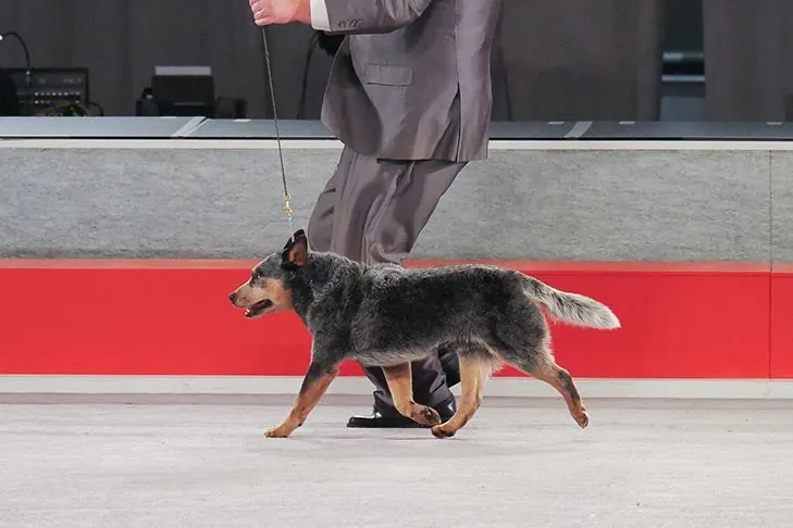 Australian Cattle Dog