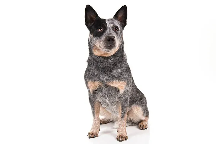 استرالین کتل داگ (Australian Cattle Dog)