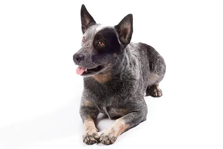 گالری تاریخچه استرالین کتل داگ (Australian Cattle Dog)