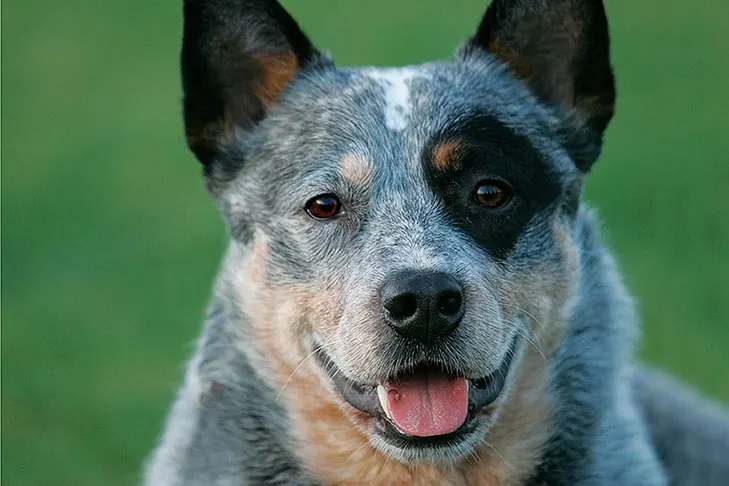 گالری تاریخچه استرالین کتل داگ (Australian Cattle Dog)