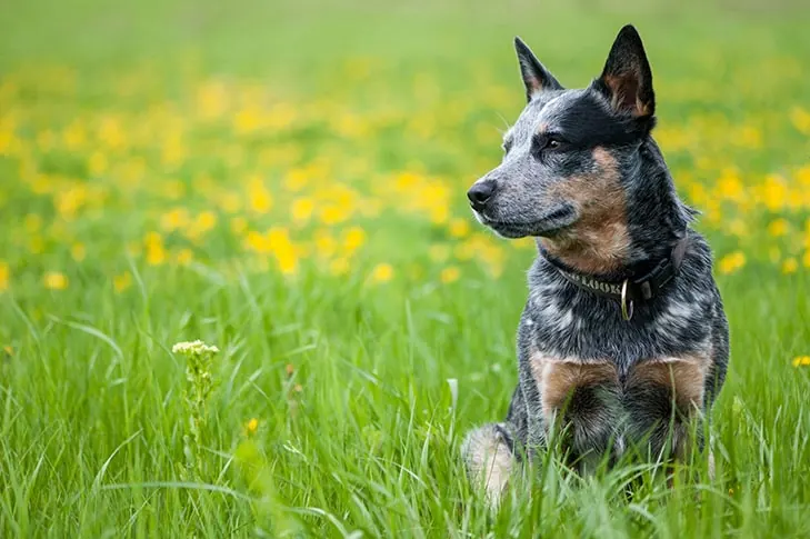 گالری تاریخچه استرالین کتل داگ (Australian Cattle Dog)