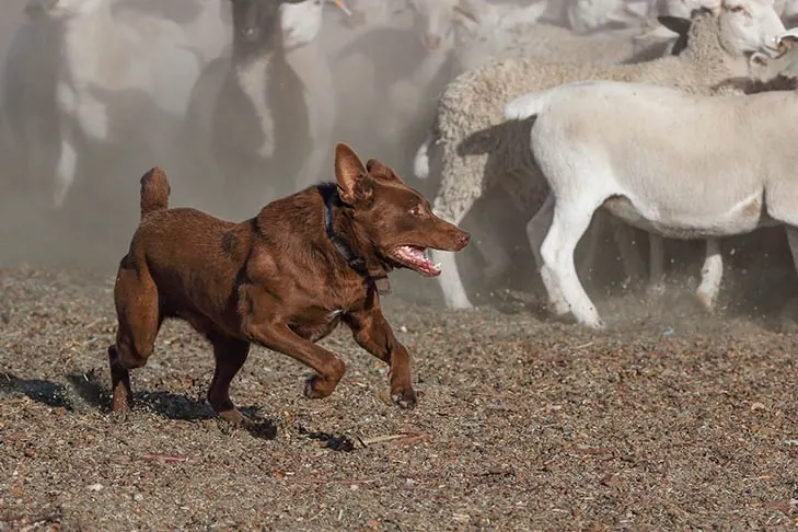 کلپی استرالیایی (Australian Kelpie)