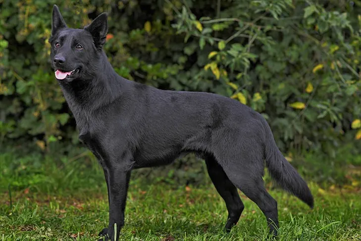 Australian Kelpie