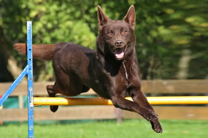 کلپی استرالیایی (Australian Kelpie)