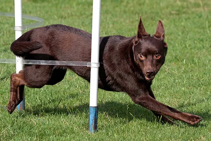 گالری تاریخچه کلپی استرالیایی (Australian Kelpie)