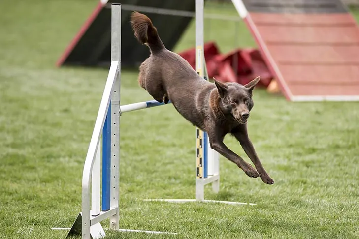 گالری تاریخچه کلپی استرالیایی (Australian Kelpie)