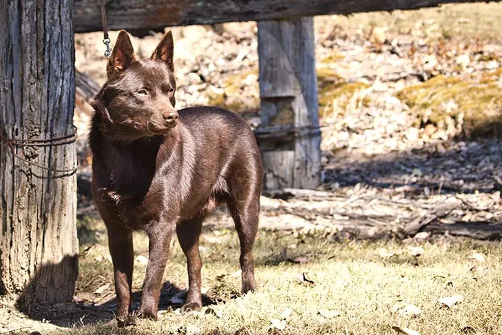 گالری تاریخچه کلپی استرالیایی (Australian Kelpie)