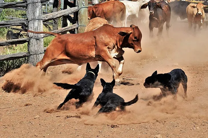 گالری تاریخچه کلپی استرالیایی (Australian Kelpie)