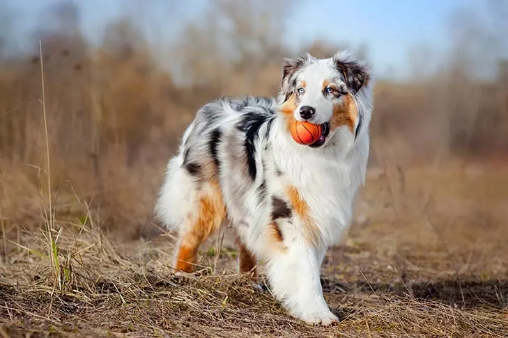 استرالین شپرد (Australian Shepherd)