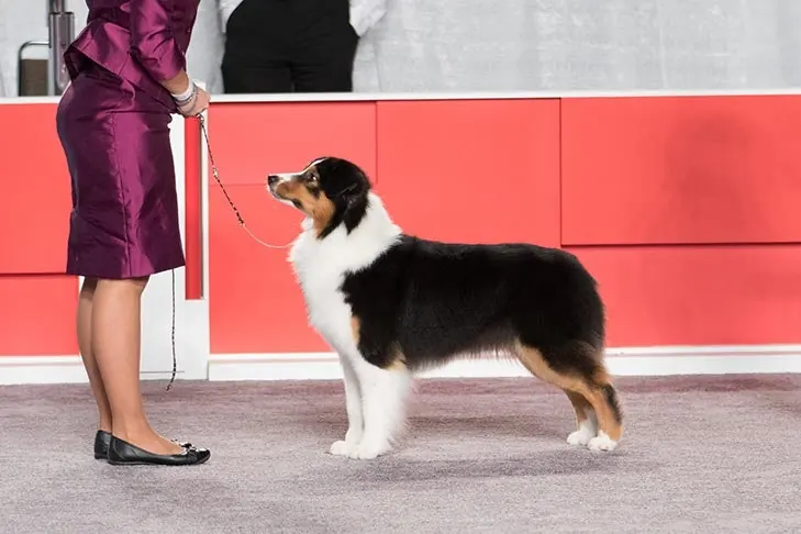 Australian Shepherd
