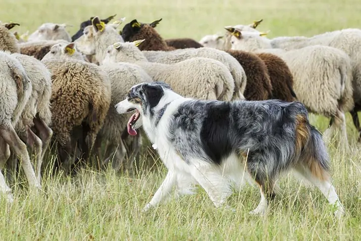 استرالین شپرد (Australian Shepherd)