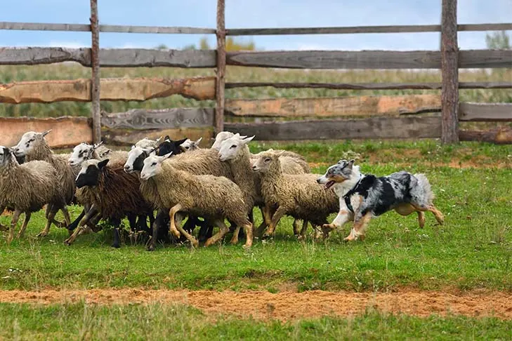 گالری تاریخچه استرالین شپرد (Australian Shepherd)