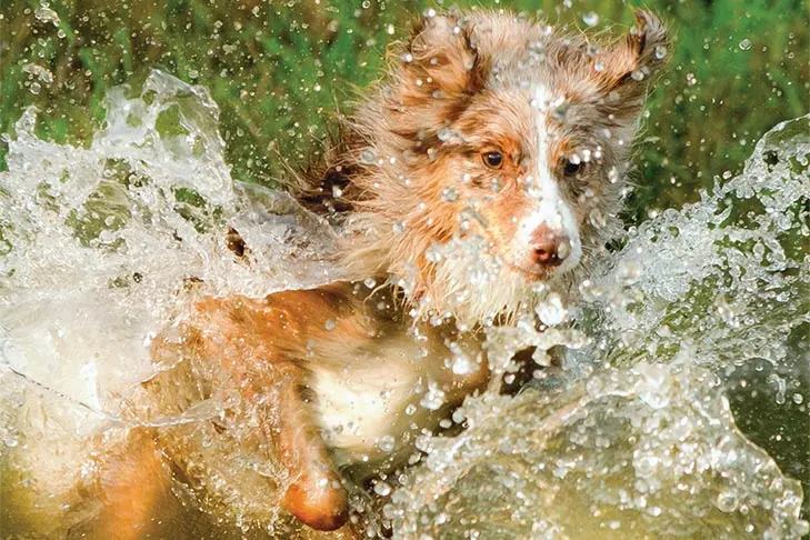 گالری تاریخچه استرالین شپرد (Australian Shepherd)