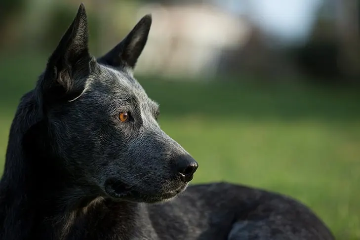 استرالین استامپی تیل کتل داگ (Australian Stumpy Tail Cattle Dog)