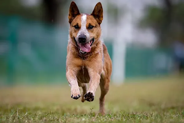 Australian Stumpy Tail Cattle Dog