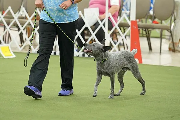 استرالین استامپی تیل کتل داگ (Australian Stumpy Tail Cattle Dog)