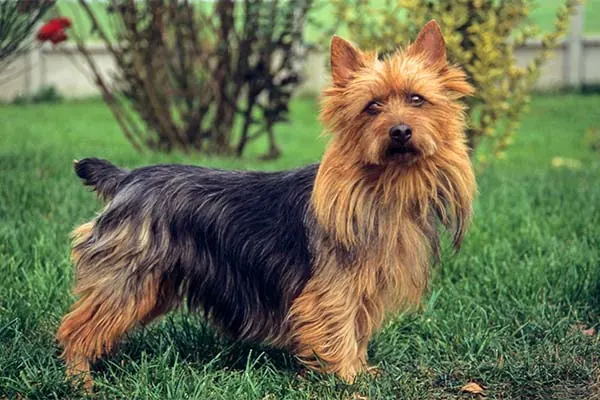 استرالین تریر (Australian Terrier)