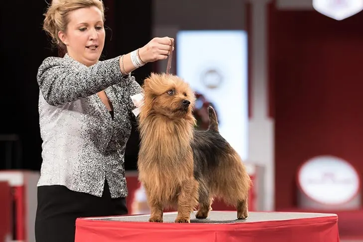 Australian Terrier