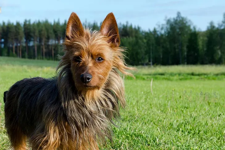 استرالین تریر (Australian Terrier)