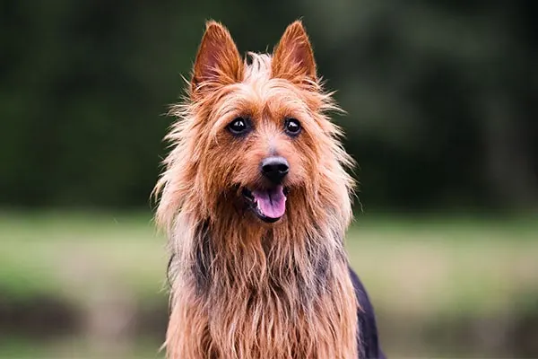 گالری تاریخچه استرالین تریر (Australian Terrier)