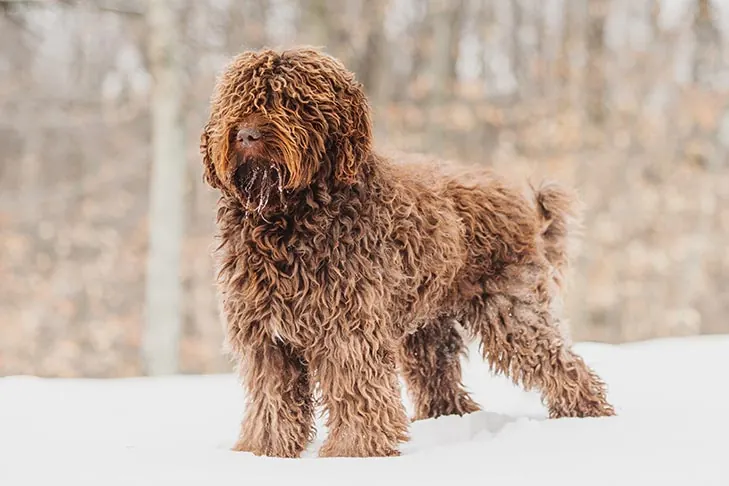 باربت (Barbet)