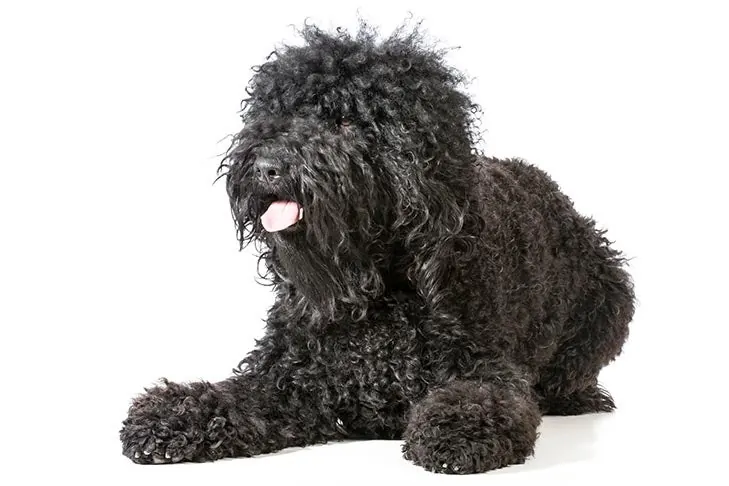 Barbet