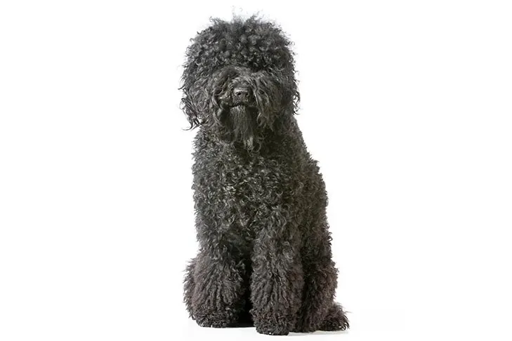 گالری تاریخچه باربت (Barbet)