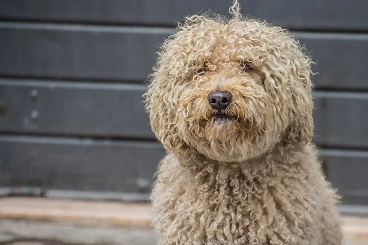 گالری تاریخچه باربت (Barbet)