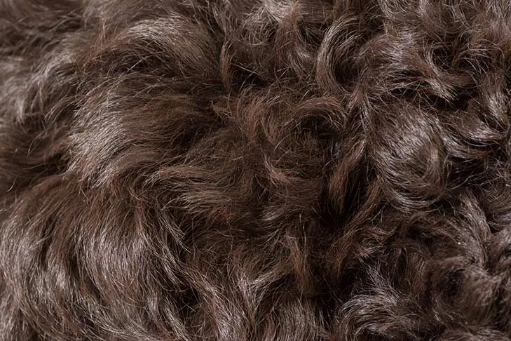گالری تاریخچه باربت (Barbet)