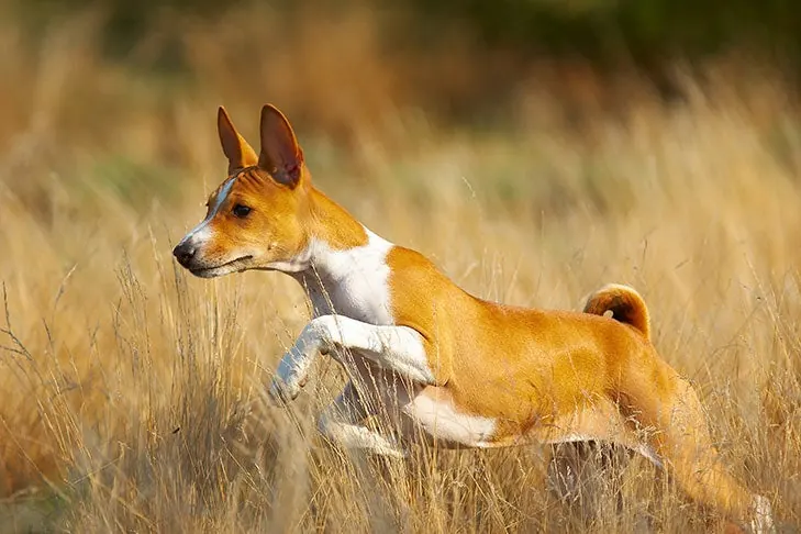 باسنجی (Basenji)