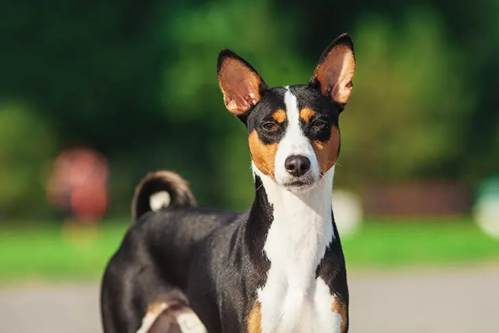 باسنجی (Basenji)