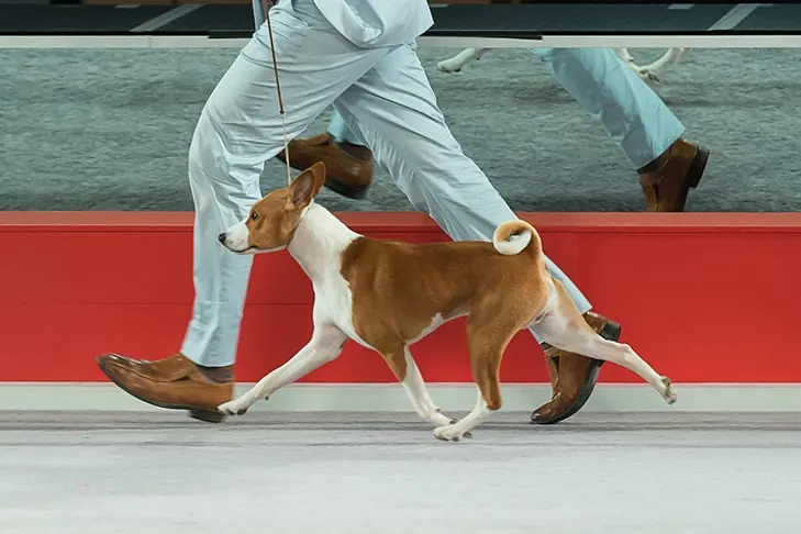 گالری تاریخچه باسنجی (Basenji)