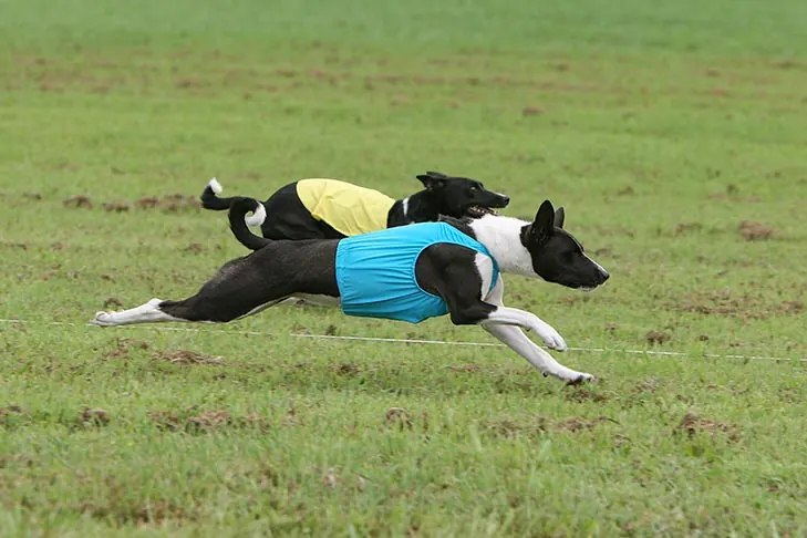 گالری تاریخچه باسنجی (Basenji)