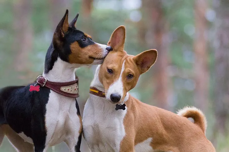 گالری تاریخچه باسنجی (Basenji)