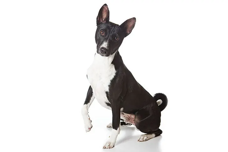 گالری تاریخچه باسنجی (Basenji)