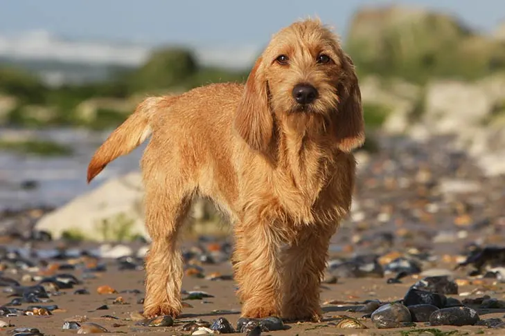 باست فوو دو برتانی (Basset Fauve de Bretagne)