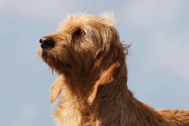Basset Fauve de Bretagne