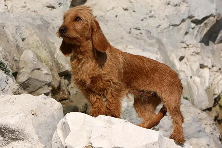باست فوو دو برتانی (Basset Fauve de Bretagne)